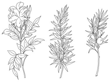Siyah-beyaz çiçekler ve bitki çizim vektörleri. Jasminum ve Juniper illüstrasyon vektörü.