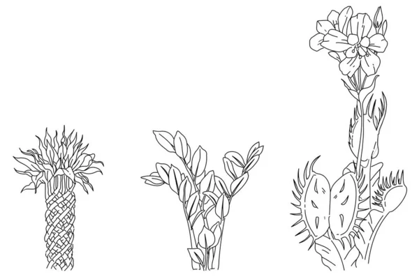 Czarno Białe Ilustracje Wiązanki Kwiatów Roślin — Wektor stockowy