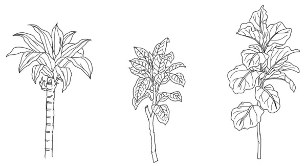 Ilustração Desenhada Mão Preto Branco Flores Vetor Plantas — Vetor de Stock