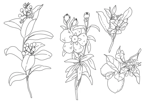 Siyah Beyaz Çizilmiş Dal Çiçekleri Bitkiler Illüstrasyon Vektörü — Stok Vektör