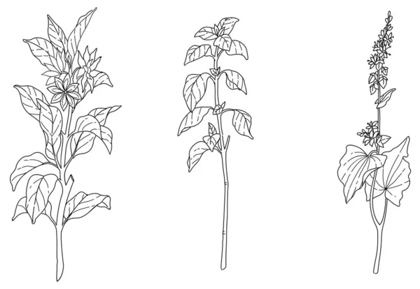 Ensemble Dessiné Main Noir Blanc Fleurs Plantes — Image vectorielle