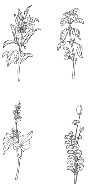 Bitki Çiçek Vektörünün Siyah Beyaz Çizimi — Stok Vektör
