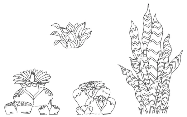Bitkilerin Elementlerinin Siyah Beyaz Çizimi Lithops Fulleri Optica Rubia Vektörü — Stok Vektör