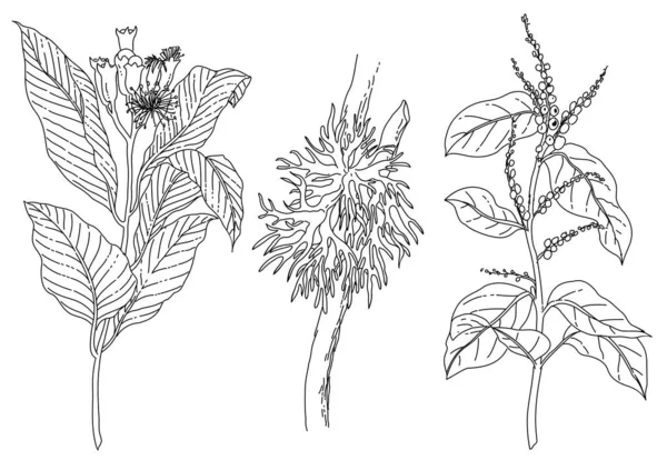 Vetor Ilustração Flores Desenhadas Mão Preto Branco —  Vetores de Stock