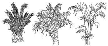 Siyah ve beyaz tropikal bitki çizimleri.