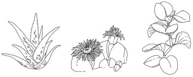 Bitki çizim vektörünün siyah beyaz çizimi