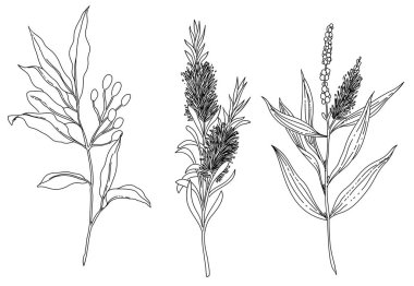 Bir bitki elementi çizilmiş siyah beyaz el. Litsea Cubea vektörü. Melaleuca Aternifolia vektörü. Melaleuca Leucadendron vektörü.