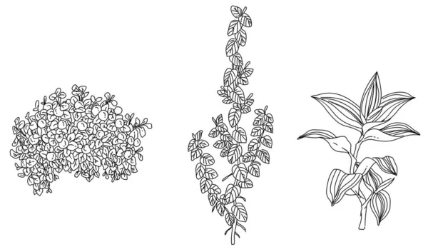 植物や花のイラストの黒と白の手描きスケッチ — ストックベクタ