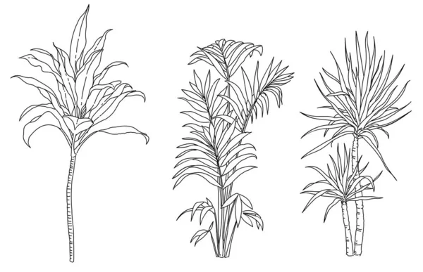 Illustration Noir Blanc Élément Végétal Vecteur Arbre Tropical — Image vectorielle
