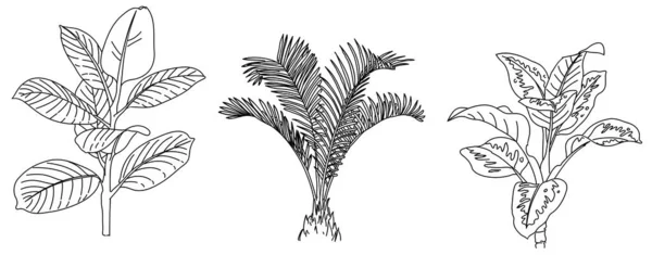 Tropikal Bitki Çizim Vektörünün Çizimi — Stok Vektör