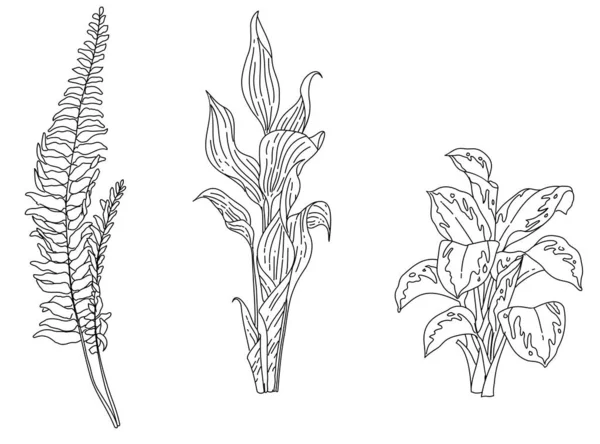 Ilustração Desenhada Mão Preto Branco Elemento Floral —  Vetores de Stock