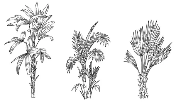 Siyah Beyaz Olarak Palmiye Ağaçları Element Çizim Vektörü Kümesi — Stok Vektör
