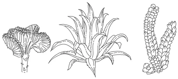 Ilustração Desenhada Mão Elemento Vegetal Preto Branco — Vetor de Stock