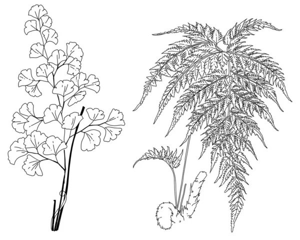 树图解向量的黑白草图 手绘植物元素 — 图库矢量图片