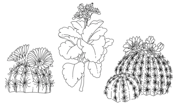 Schizzo Disegnato Mano Bianco Nero Elemento Vegetale Cactus — Vettoriale Stock