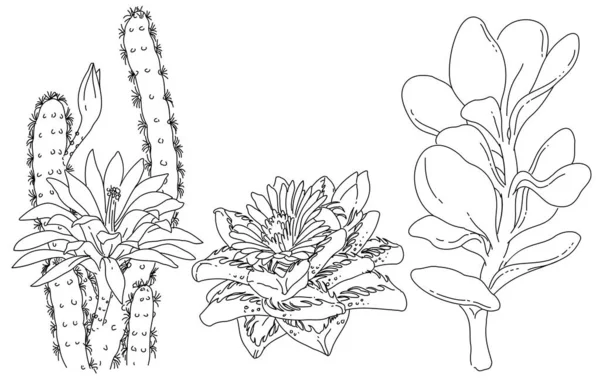Desenho Preto Branco Desenhado Mão Flores Plantas Vetor Ilustração Elemento —  Vetores de Stock