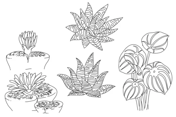 Černá Bílá Sada Ručně Kreslené Rostliny Ilustrační Vektorový Prvek — Stockový vektor