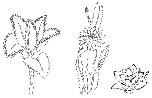 Schwarz Weiße Handgezeichnete Illustration Eines Pflanzlichen Elements — Stockvektor