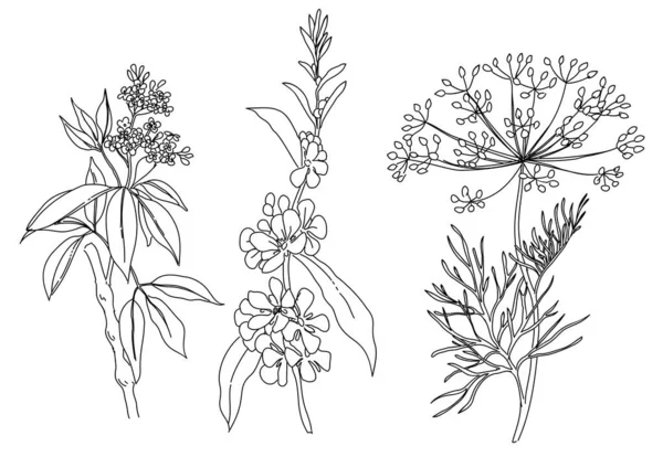 Ensemble Dessiné Main Éléments Floraux Végétaux Noir Blanc — Image vectorielle