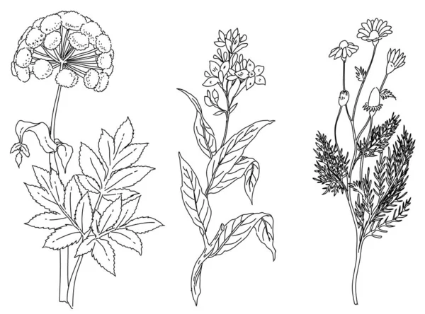 Černobílá Ručně Kreslená Sada Rostlinných Květinových Prvků — Stockový vektor