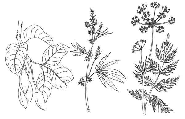 Ensemble Dessiné Main Noir Blanc Une Plante — Image vectorielle