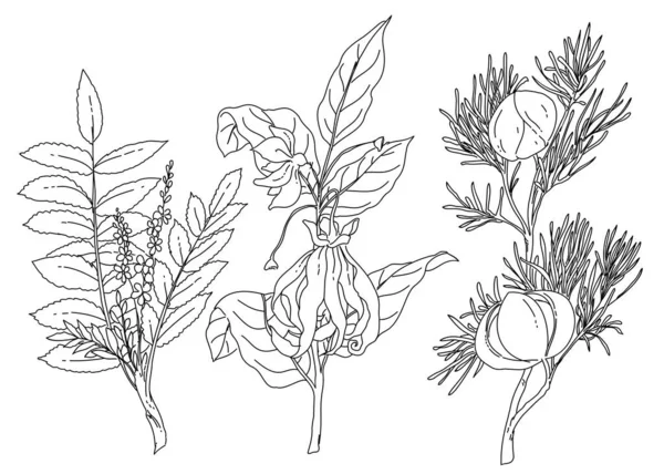 Illustration Dessinée Main Une Fleur Une Plante — Image vectorielle