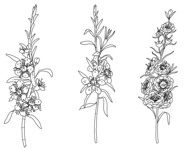 Ensemble Noir Blanc Dessiné Main Élément Fleur Leptospermum — Image vectorielle