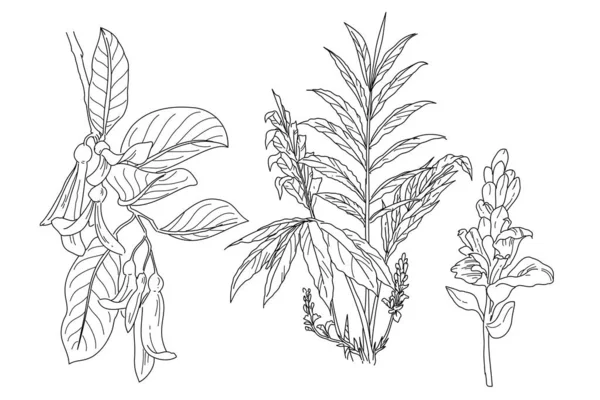 Branche Noire Blanche Dessinée Main Une Plante — Image vectorielle