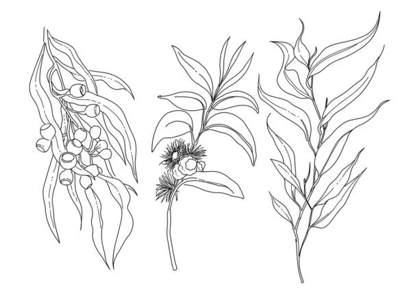 Schwarz Weiße Handgezeichnete Eukalyptusblüten — Stockvektor