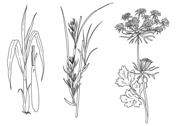 Ensemble Dessiné Main Noir Blanc Une Plante Cymbopogon Citratus Plante — Image vectorielle