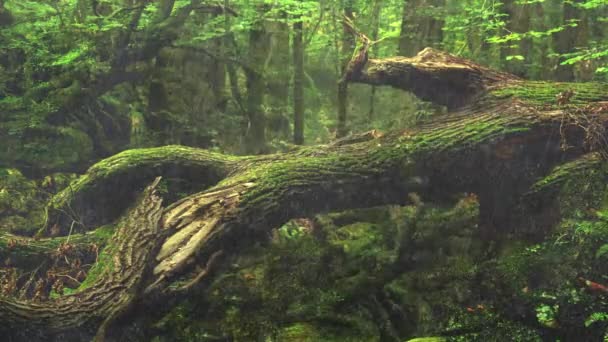 熱帯雨林の雨 雨季の緑の森 — ストック動画