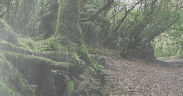 Дождь Выпадает Тропическом Лесу Многолетнее Дерево — стоковое видео