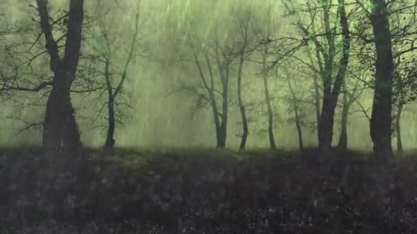 森の中の雨や雨水の壁 音とビデオ — ストック動画