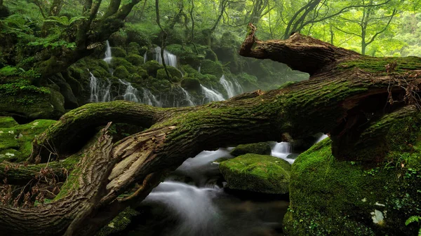 Fluxos Tropicais Florestas Que Caem Plantas Através Córrego Floresta Tropical — Fotografia de Stock