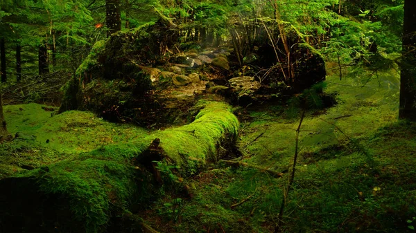 Passerella Nel Bosco Sentiero Bellissimo Paesaggio Nella Foresta Pluviale — Foto Stock
