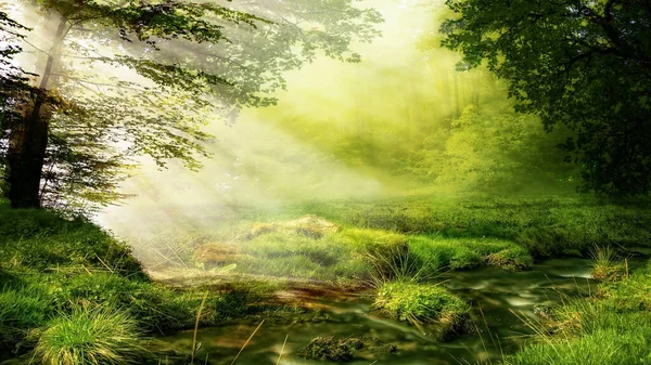 Tropikal ormanlarda güzel manzaralar, yağmur ormanlarında güzel manzaralar.