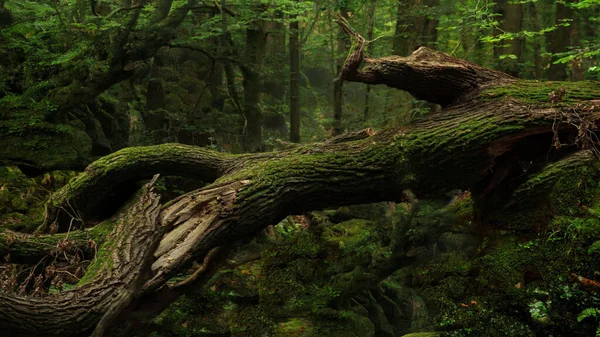 Piante Cadenti Nella Foresta Pluviale Bella Immagine Del Paesaggio Nella — Foto Stock