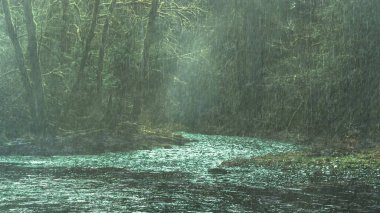 Issız ormandaki yağmur ormanlarındaki bataklık yağmuru