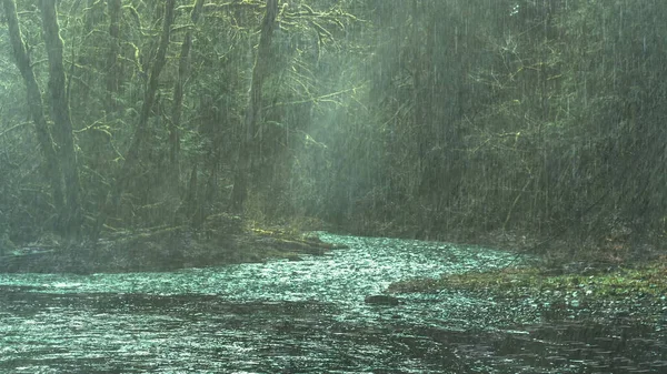 沼泽地里的雨在荒凉的森林里 — 图库照片