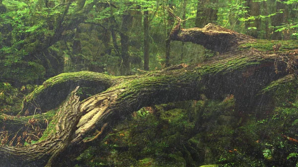 Дощ Тропічному Лісі Зелений Ліс Сезон Дощів — стокове фото