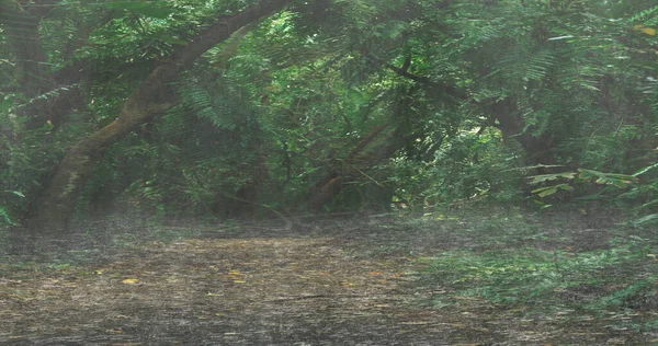 Ormanda yağmur yağıyor.