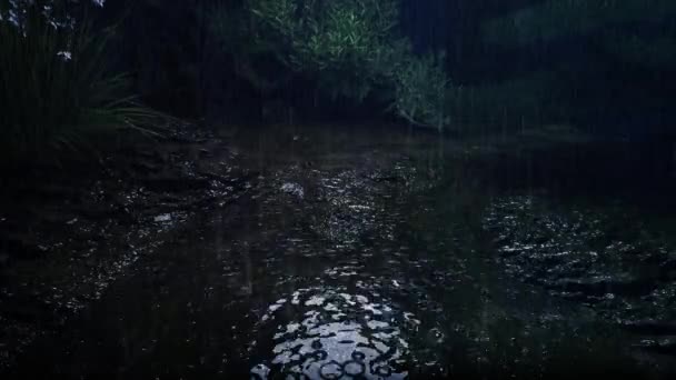 Βροχή Πέφτει Μικρά Ρυάκια Στο Τροπικό Δάσος Νύχτα — Αρχείο Βίντεο