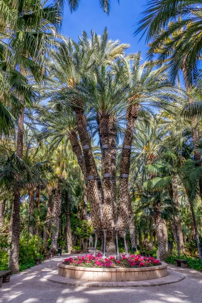 皇家棕榈树是一种奇形怪状的植物 有七根长出的枝条 是埃尔切的胡佛德尔库拉植物园的一个吸引人的地方 西班牙埃利坎特Elche议会 — 图库照片