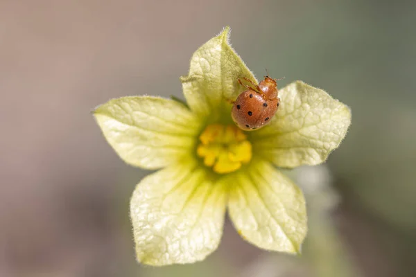 Ladybug Foreground Blur Flower — Stock Photo, Image