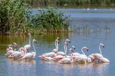 Mavi göldeki flamingo grubu. Elche 'deki Hondo' nun doğal parkı, Alicante, İspanya.