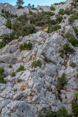 Sierra Espua 'daki dağ keçileri. Sierra Espuna, İspanya 'nın Murcia bölgesinde yer alan bol bitki örtüsü ve faunasıyla yoğun bir orman olan dağlık bir topluluktur.