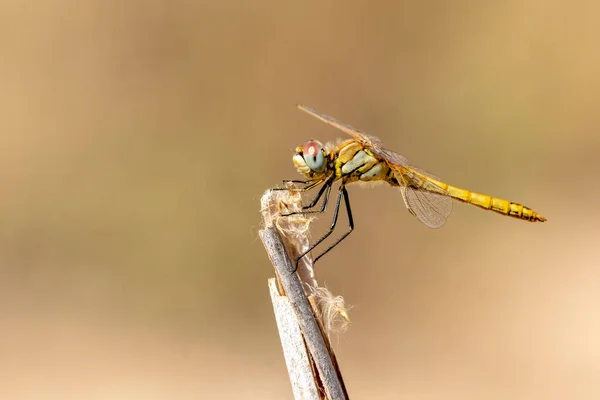 Libélula Con Fondo Borroso Beatiful Libélula Primer Plano Encaramado Sobre — Foto de Stock