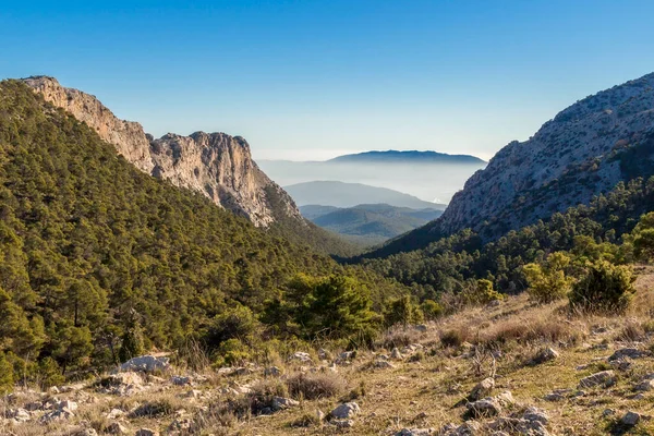 シエラ エスプナ自然公園 シエラ エスプナ Sierra Espuna 主に松の木が茂る山岳地帯で スペインのムルシア地方には豊富な動植物が生息しています — ストック写真