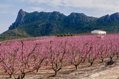 Cieza 'da açan şeftali ağaçları, çiçek açan çeşitli meyve ağaçları ve arka planda bir dağ. İspanya 'nın Murcia bölgesinde yer alır.