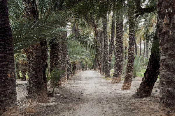 Elche palm grove between a path. World Heritage. Palm orchard. Located in Elche, Alicante, Spain